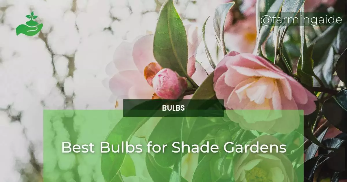 Best Bulbs for Shade Gardens