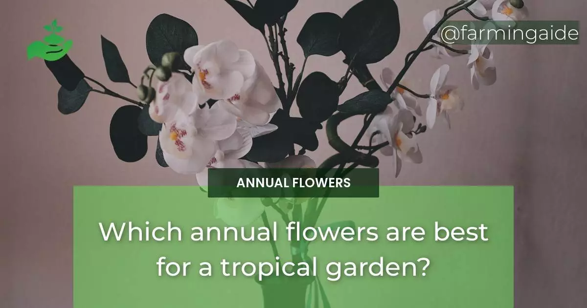Which annual flowers are best for a tropical garden?
