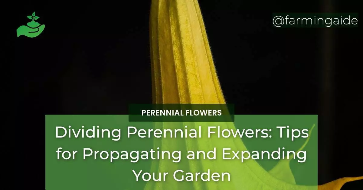 Dividing Perennial Flowers: Tips for Propagating and Expanding Your Garden
