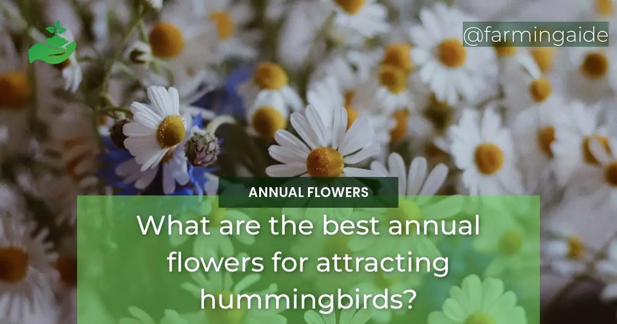 What are the best annual flowers for attracting hummingbirds?
