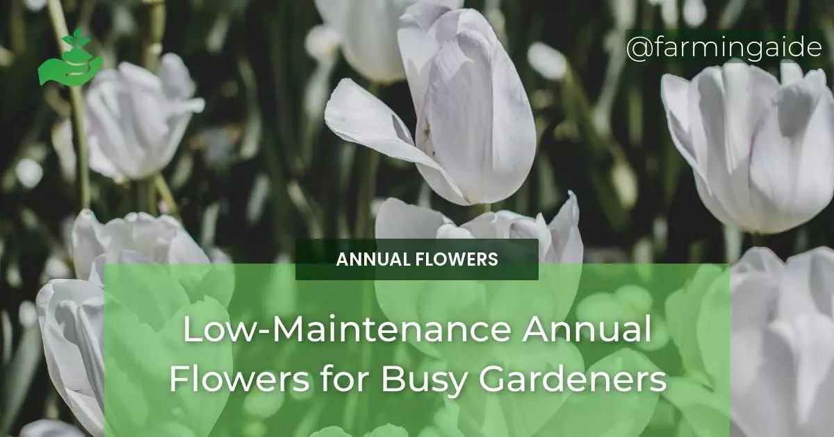 Low-Maintenance Annual Flowers for Busy Gardeners