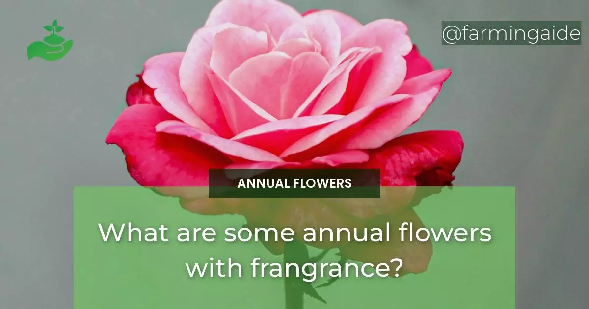 What are some annual flowers with frangrance?