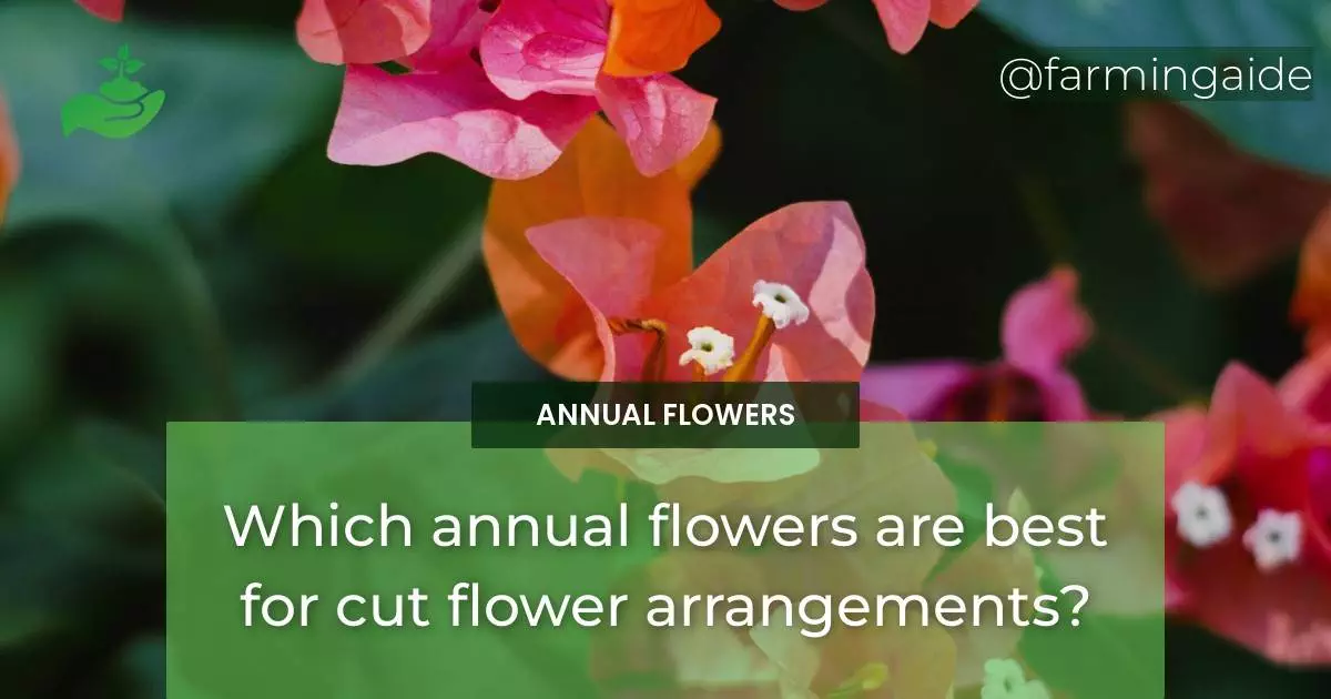 Which annual flowers are best for cut flower arrangements?