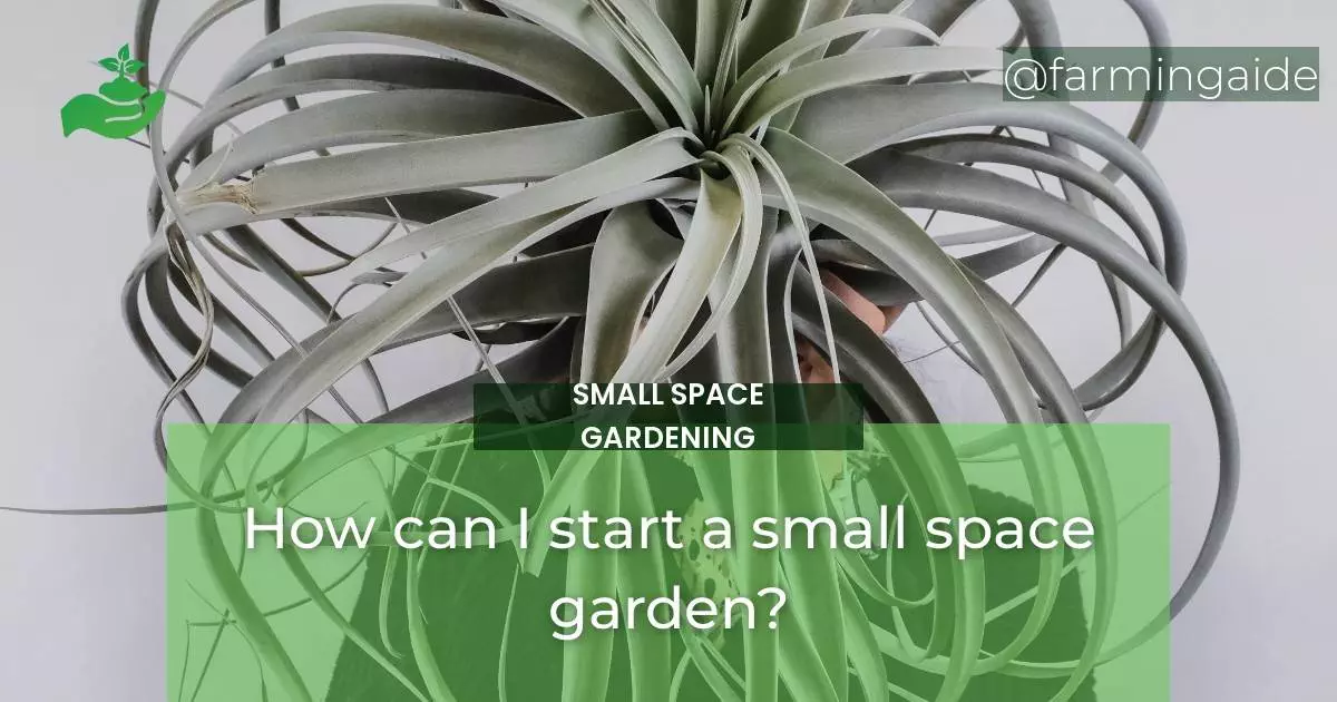 How can I start a small space garden?