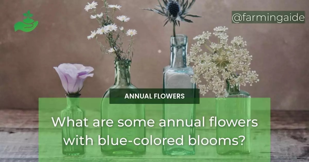 What are some annual flowers with blue-colored blooms?
