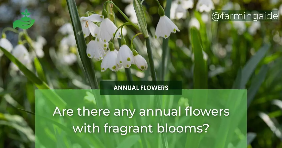 Are there any annual flowers with fragrant blooms?