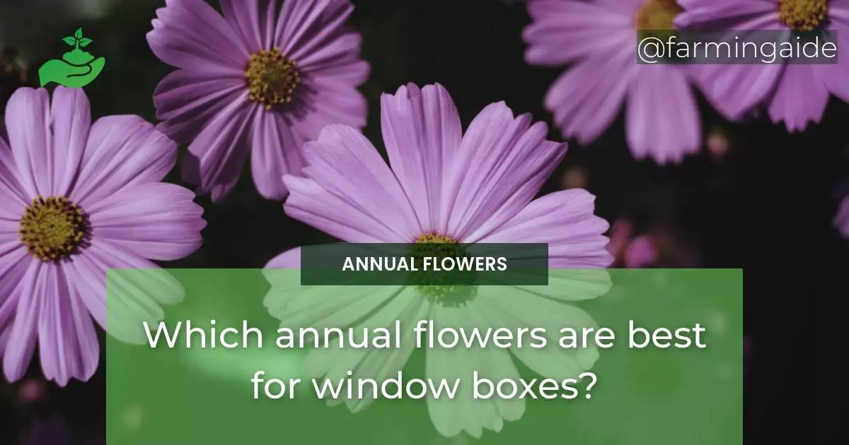 Which annual flowers are best for window boxes?