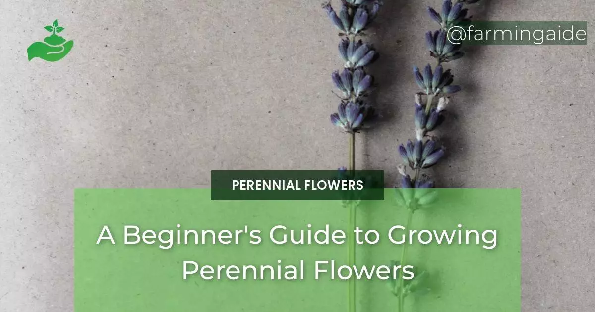 A Beginner's Guide to Growing Perennial Flowers