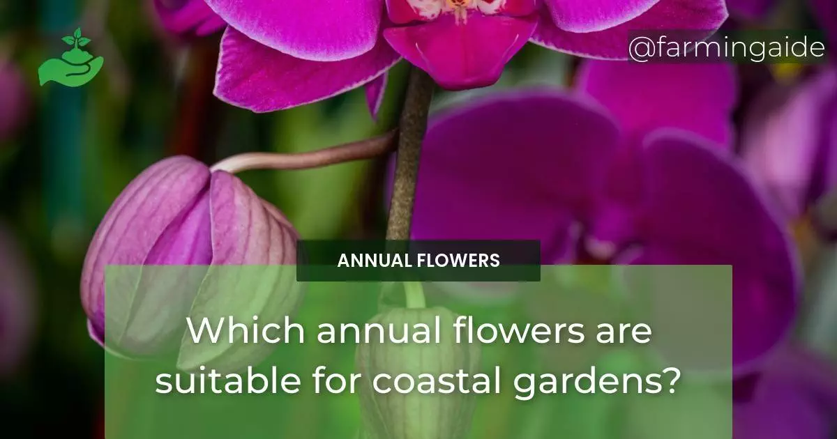 Which annual flowers are suitable for coastal gardens?