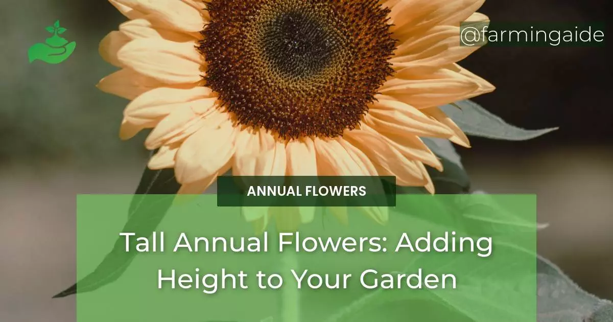 Tall Annual Flowers: Adding Height to Your Garden