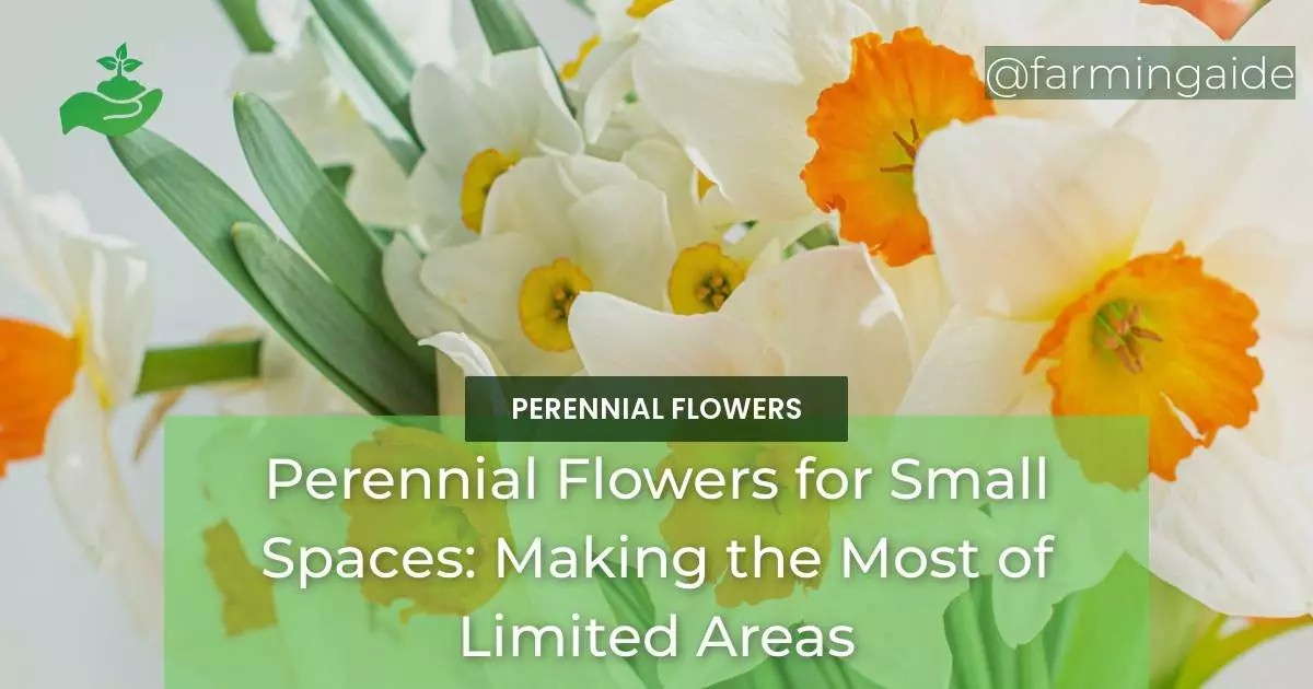 Perennial Flowers for Small Spaces: Making the Most of Limited Areas