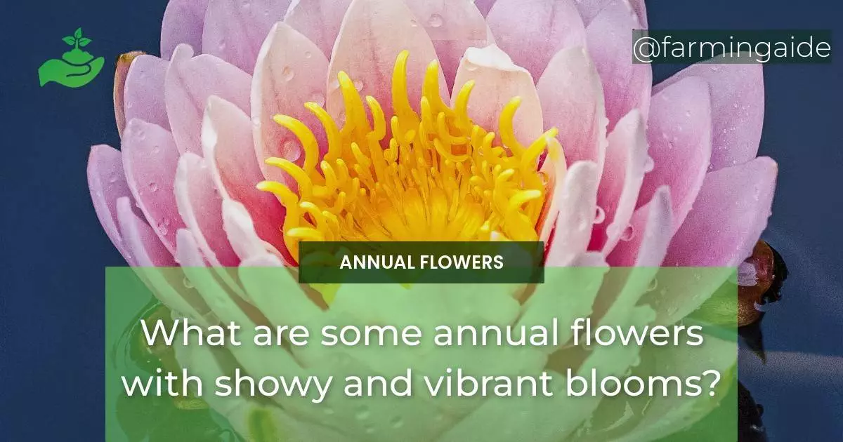 What are some annual flowers with showy and vibrant blooms?