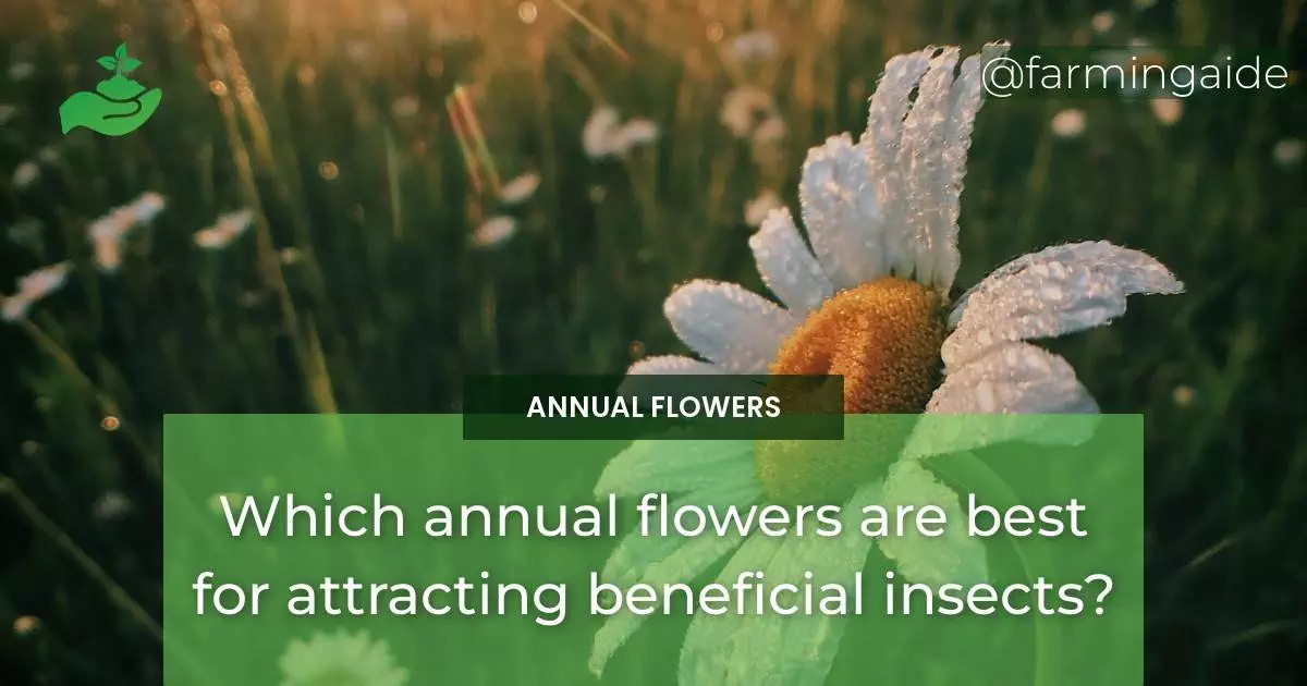 Which annual flowers are best for attracting beneficial insects?