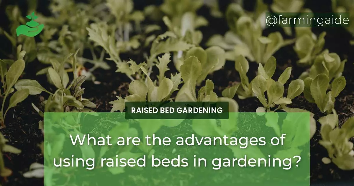 What are the advantages of using raised beds in gardening?