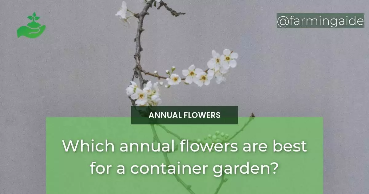Which annual flowers are best for a container garden?