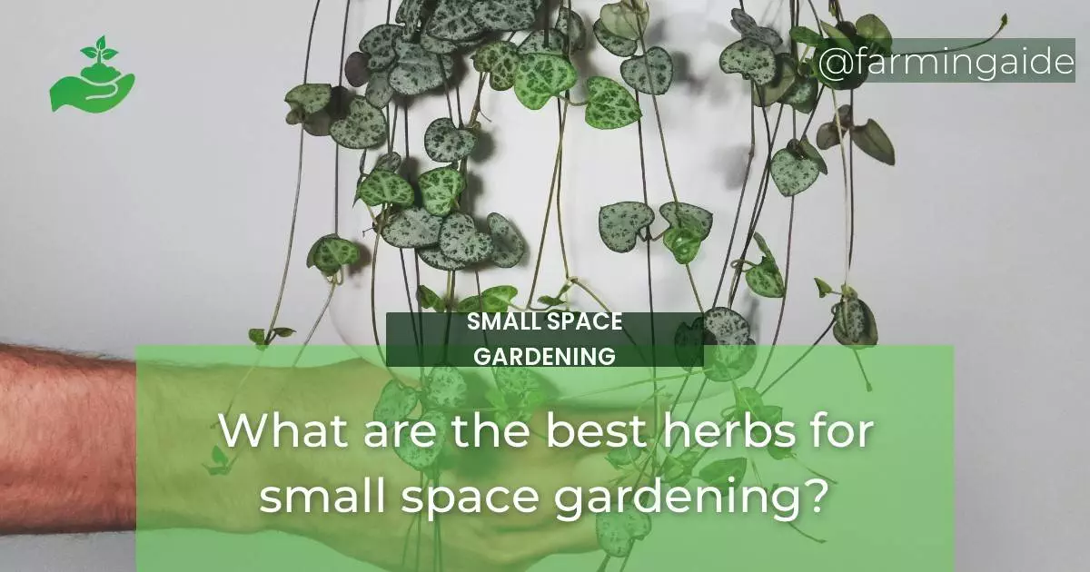 What are the best herbs for small space gardening?