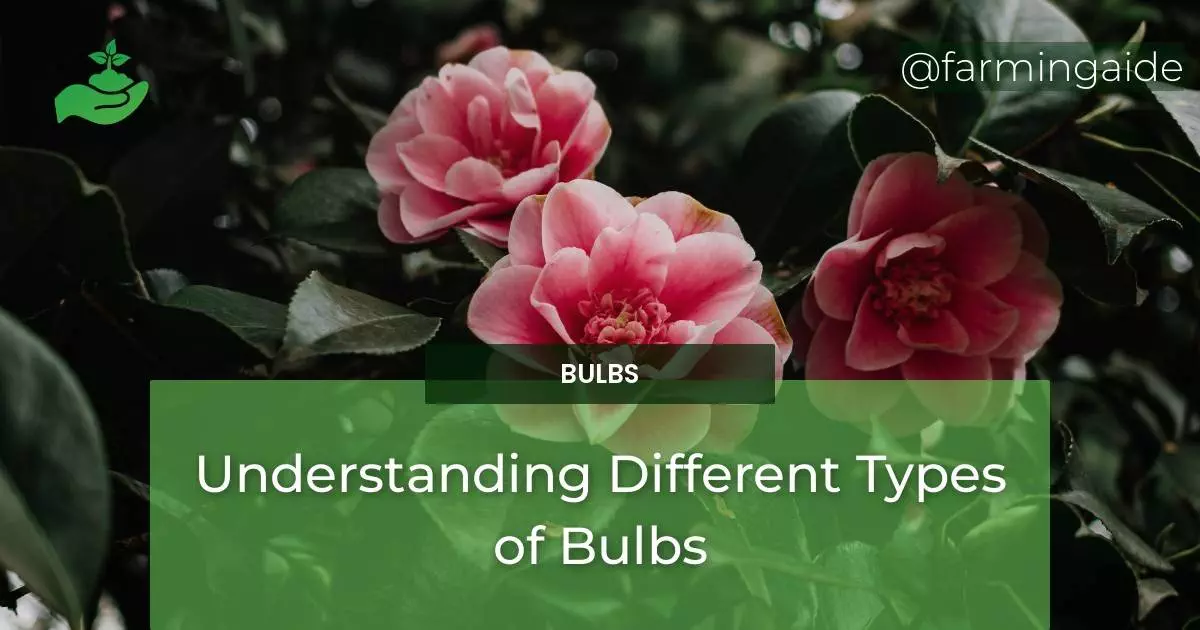 Understanding Different Types of Bulbs