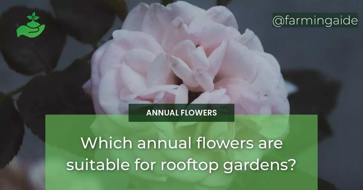 Which annual flowers are suitable for rooftop gardens?