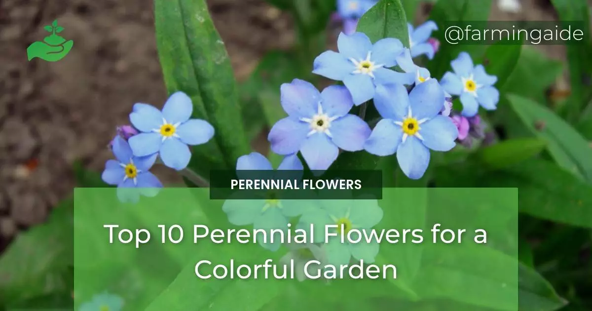 Top 10 Perennial Flowers for a Colorful Garden