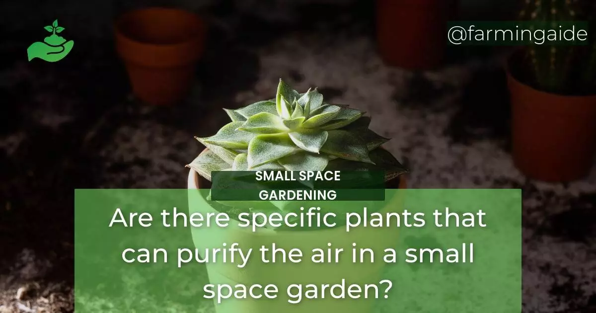 Are there specific plants that can purify the air in a small space garden?