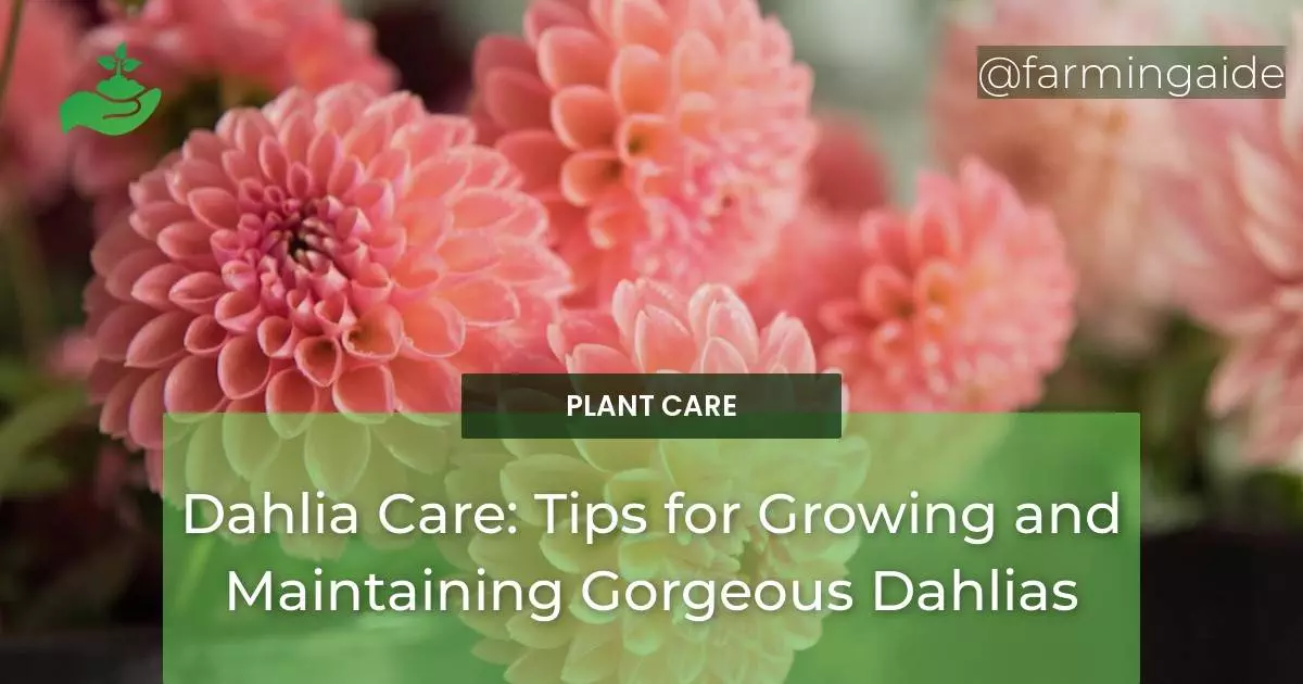 Dahlia Care: Tips for Growing and Maintaining Gorgeous Dahlias
