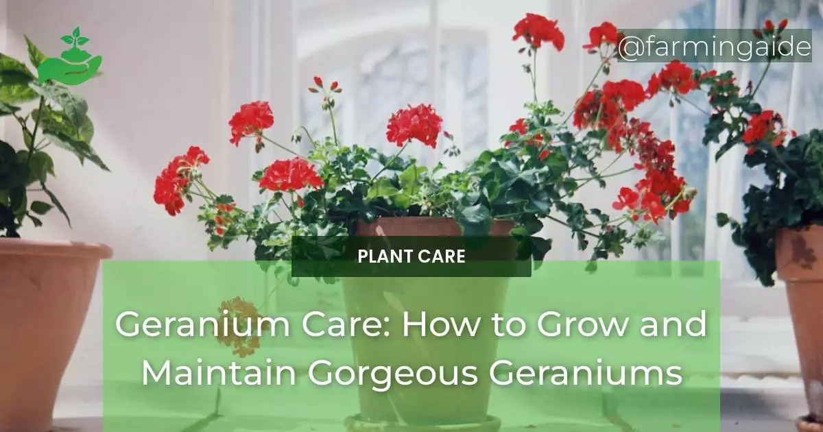 Geranium Care: How to Grow and Maintain Gorgeous Geraniums