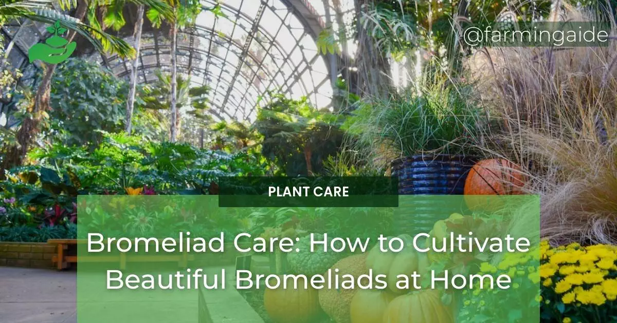 Bromeliad Care: How to Cultivate Beautiful Bromeliads at Home