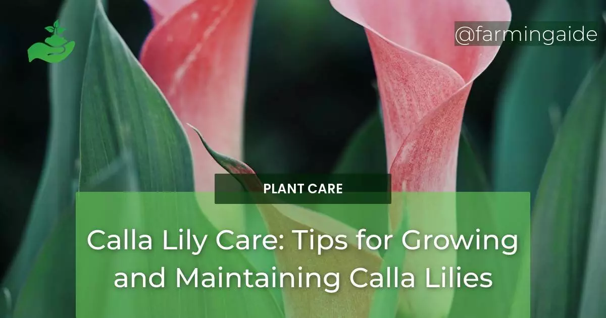 Calla Lily Care: Tips for Growing and Maintaining Calla Lilies