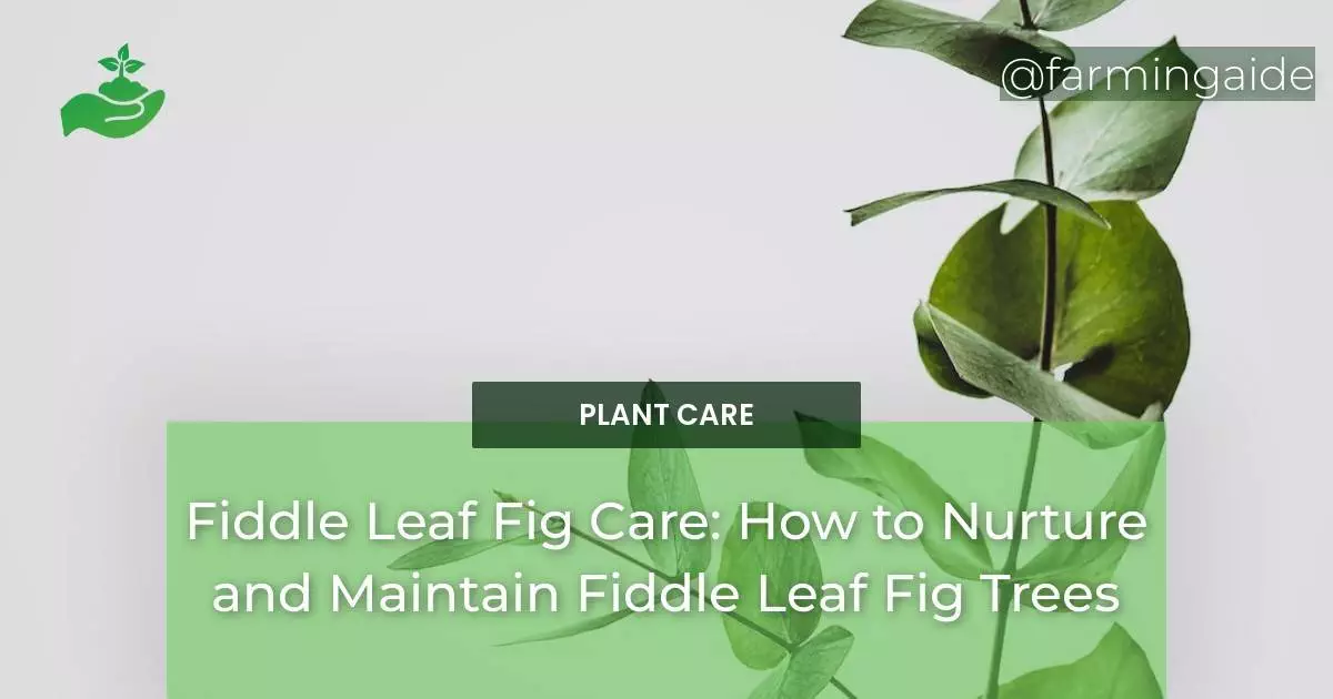 Fiddle Leaf Fig Care: How to Nurture and Maintain Fiddle Leaf Fig Trees