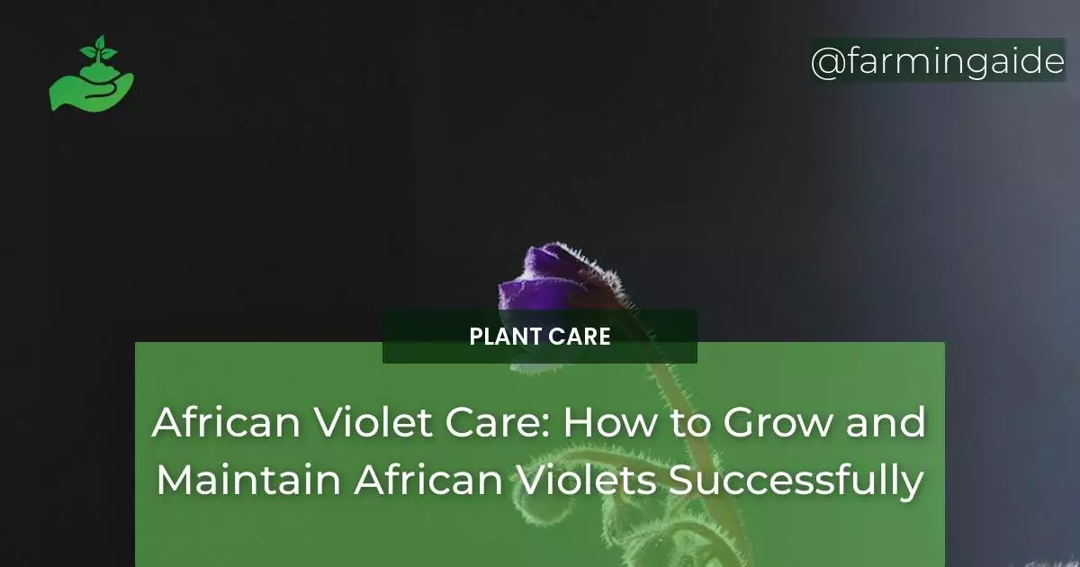 African Violet Care: How to Grow and Maintain African Violets Successfully