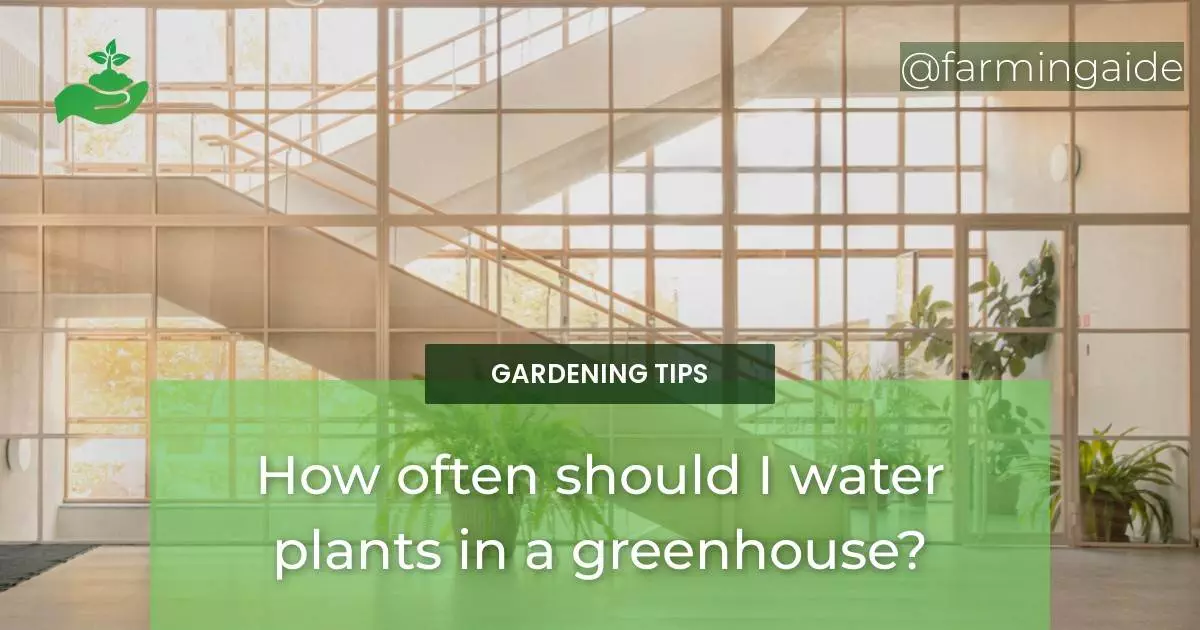 How often should I water plants in a greenhouse?