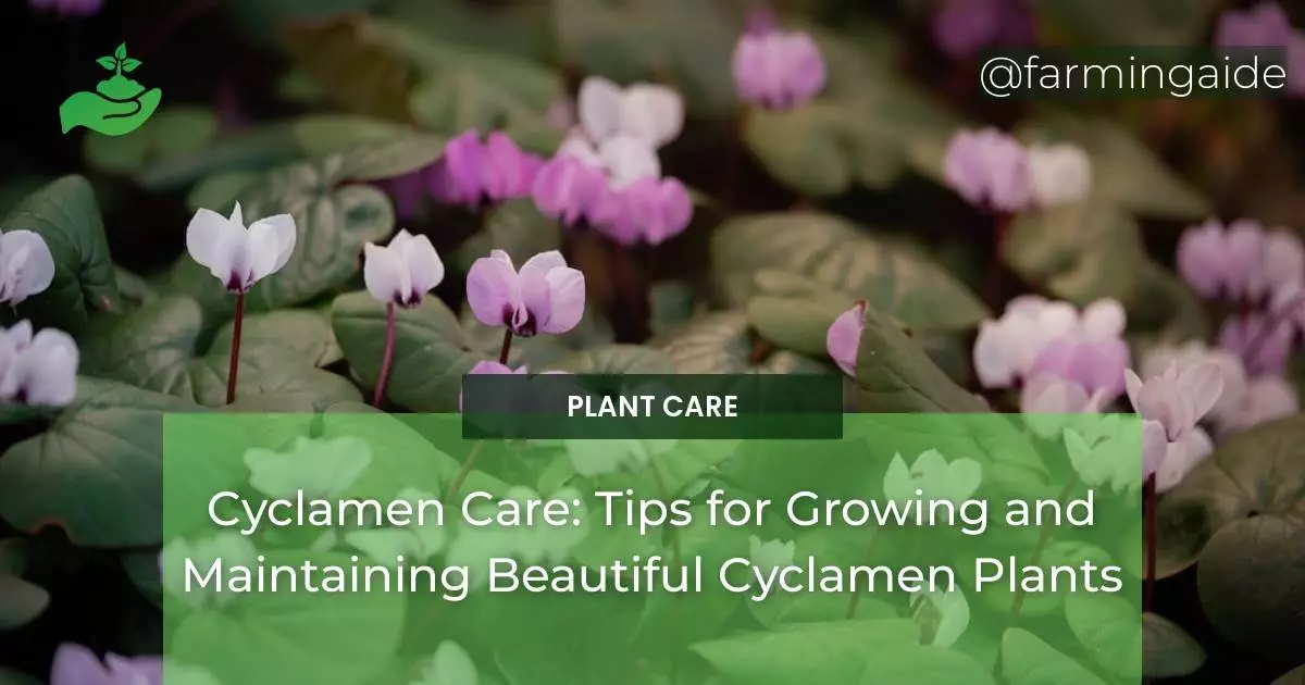 Cyclamen Care: Tips for Growing and Maintaining Beautiful Cyclamen Plants