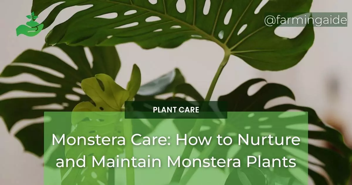 Monstera Care: How to Nurture and Maintain Monstera Plants