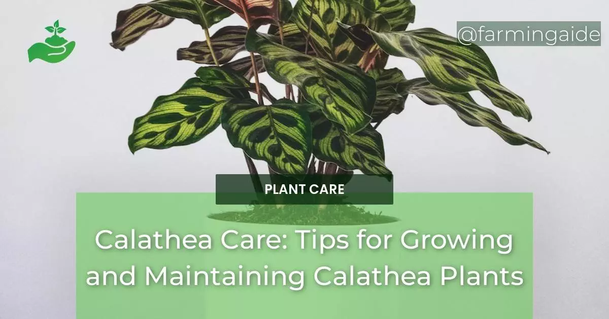Calathea Care: Tips for Growing and Maintaining Calathea Plants