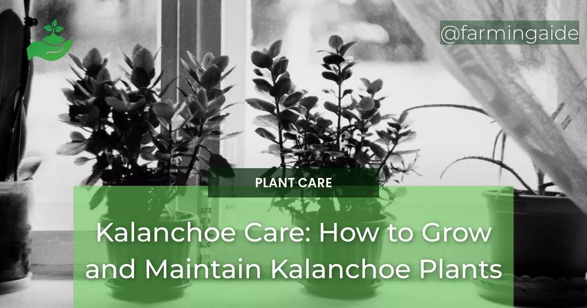 Kalanchoe Care: How to Grow and Maintain Kalanchoe Plants