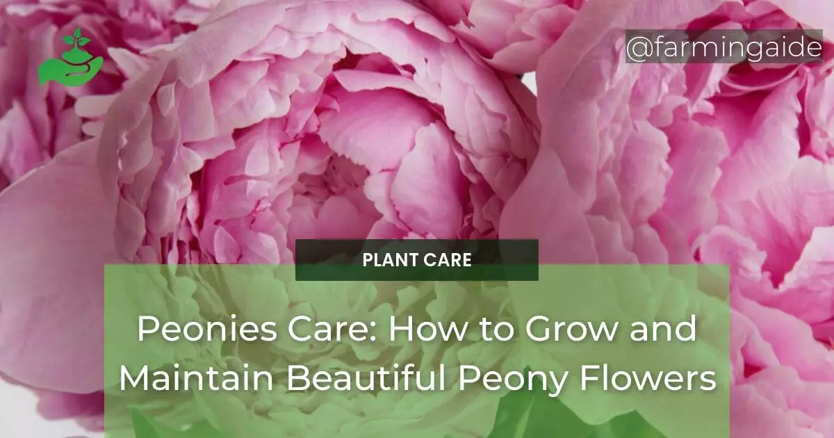 Peonies Care: How to Grow and Maintain Beautiful Peony Flowers