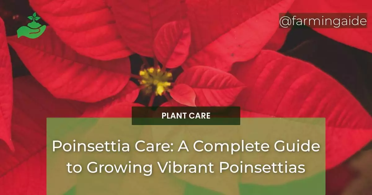 Poinsettia Care: A Complete Guide to Growing Vibrant Poinsettias