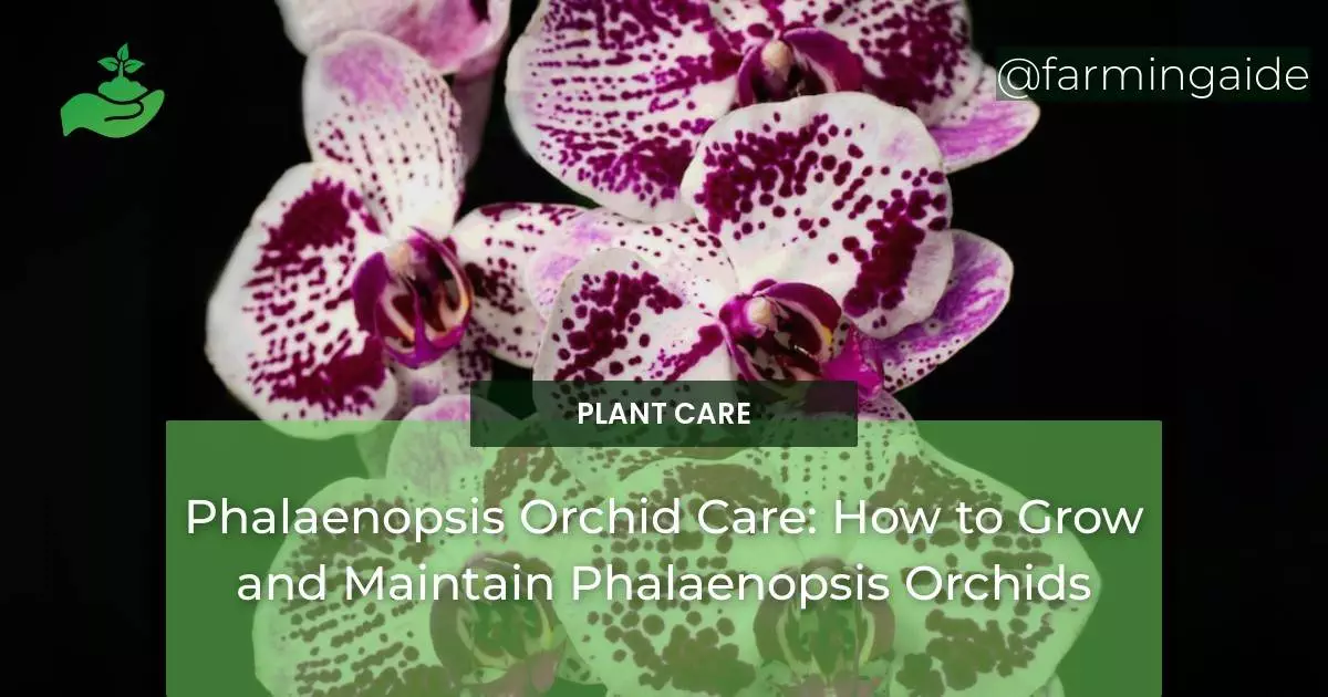 Phalaenopsis Orchid Care: How to Grow and Maintain Phalaenopsis Orchids