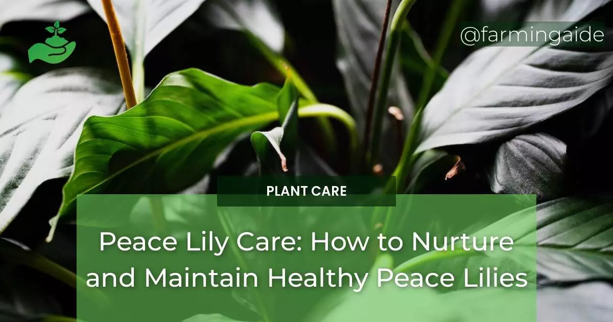 Peace Lily Care: How to Nurture and Maintain Healthy Peace Lilies