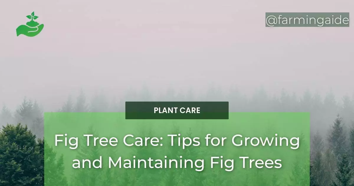 Fig Tree Care: Tips for Growing and Maintaining Fig Trees