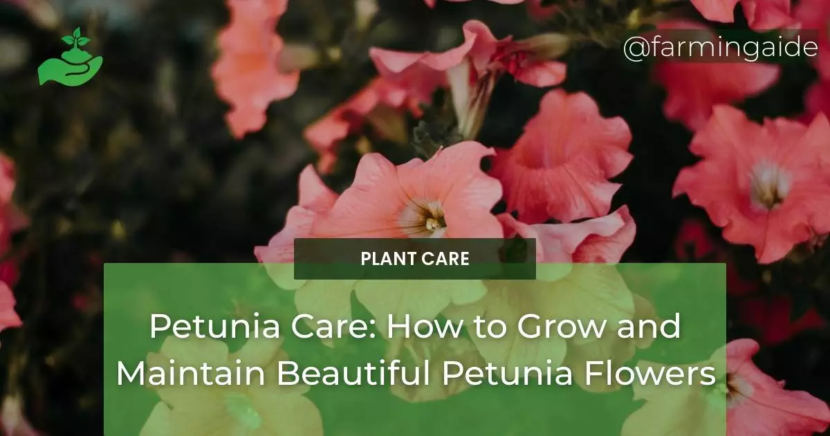 Petunia Care: How to Grow and Maintain Beautiful Petunia Flowers