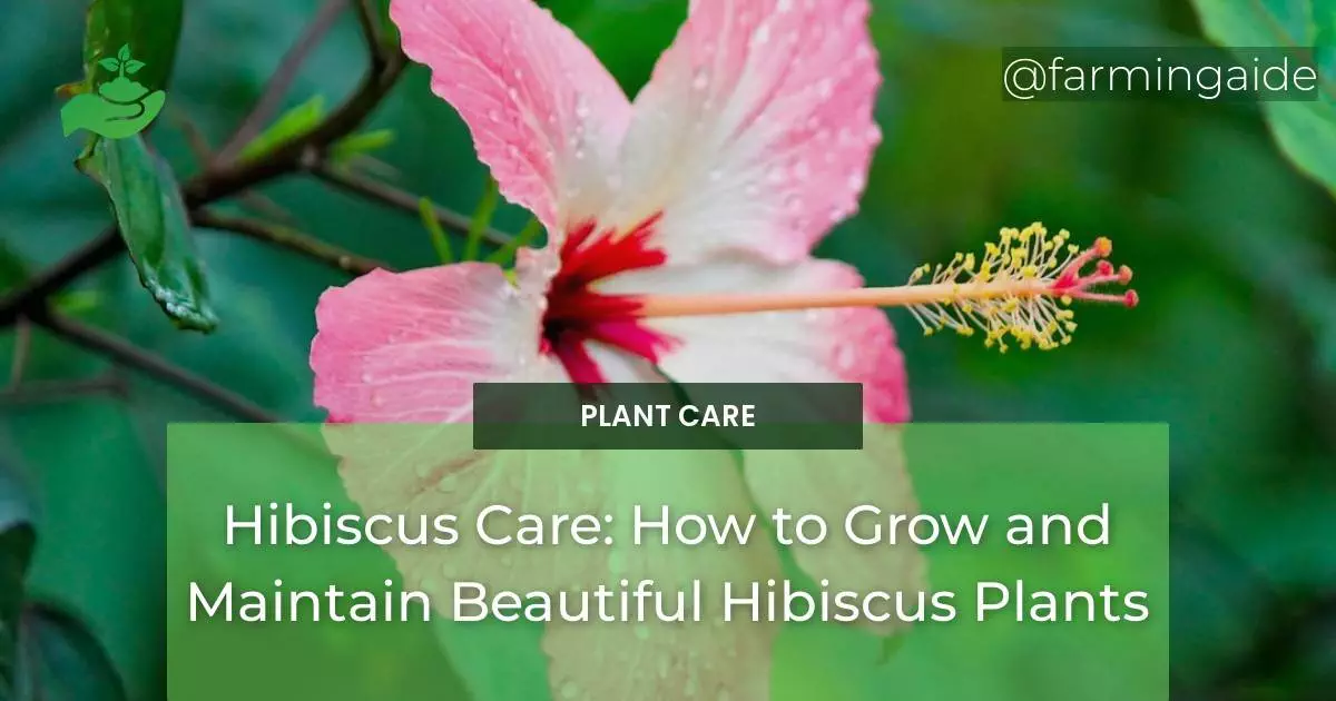 Hibiscus Care: How to Grow and Maintain Beautiful Hibiscus Plants
