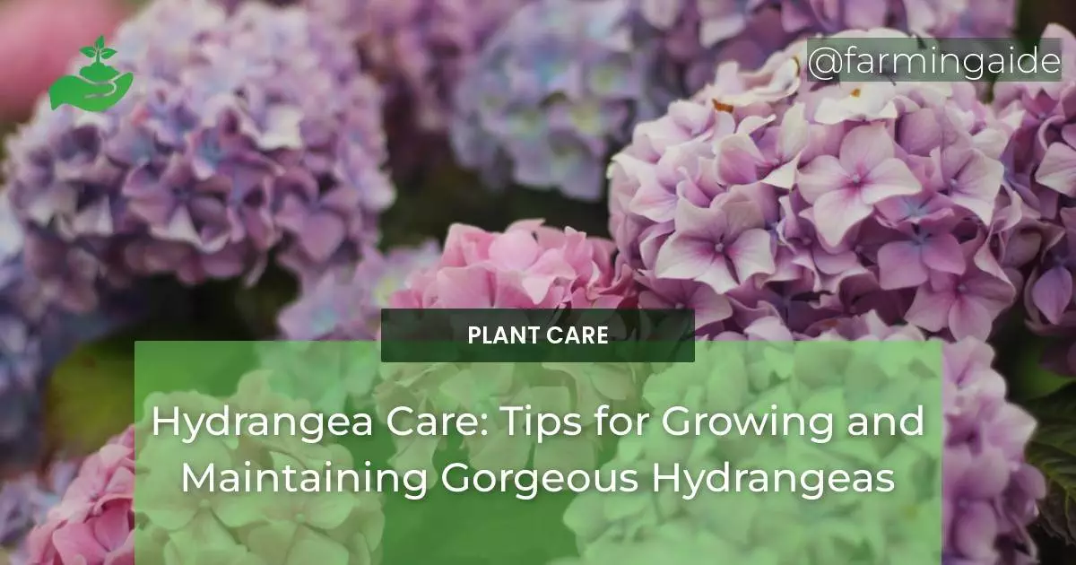 Hydrangea Care: Tips for Growing and Maintaining Gorgeous Hydrangeas