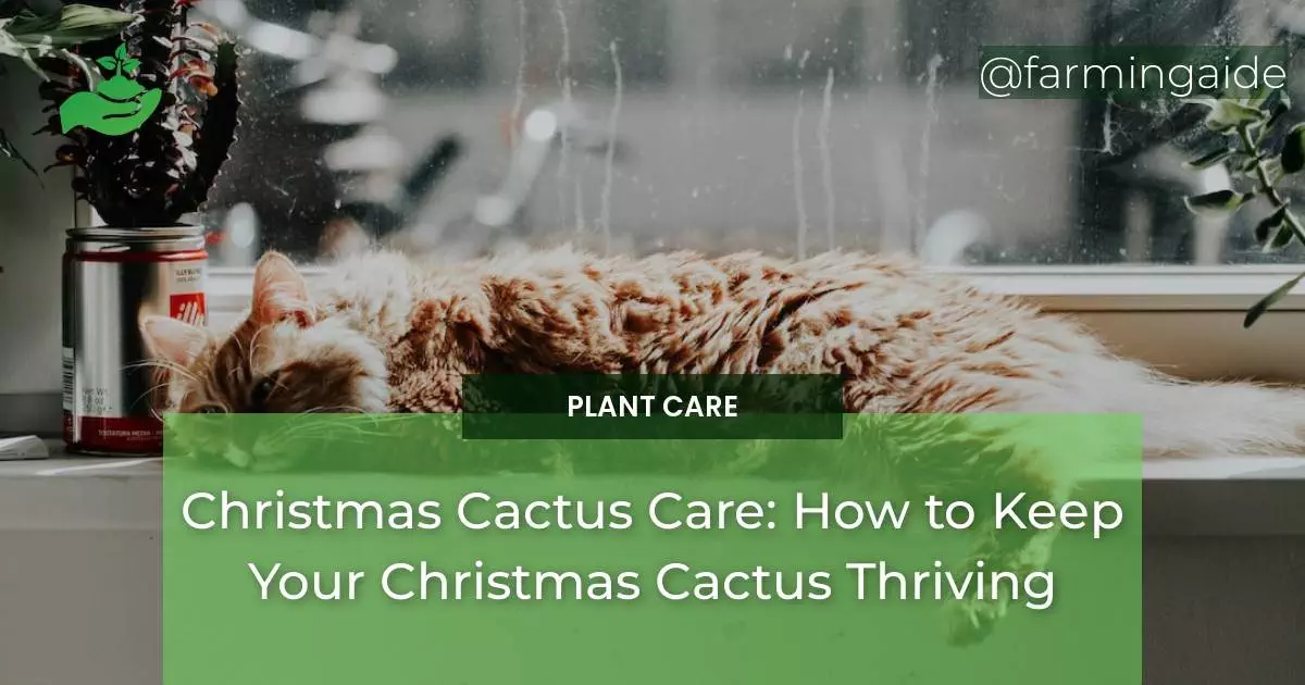 Christmas Cactus Care: How to Keep Your Christmas Cactus Thriving