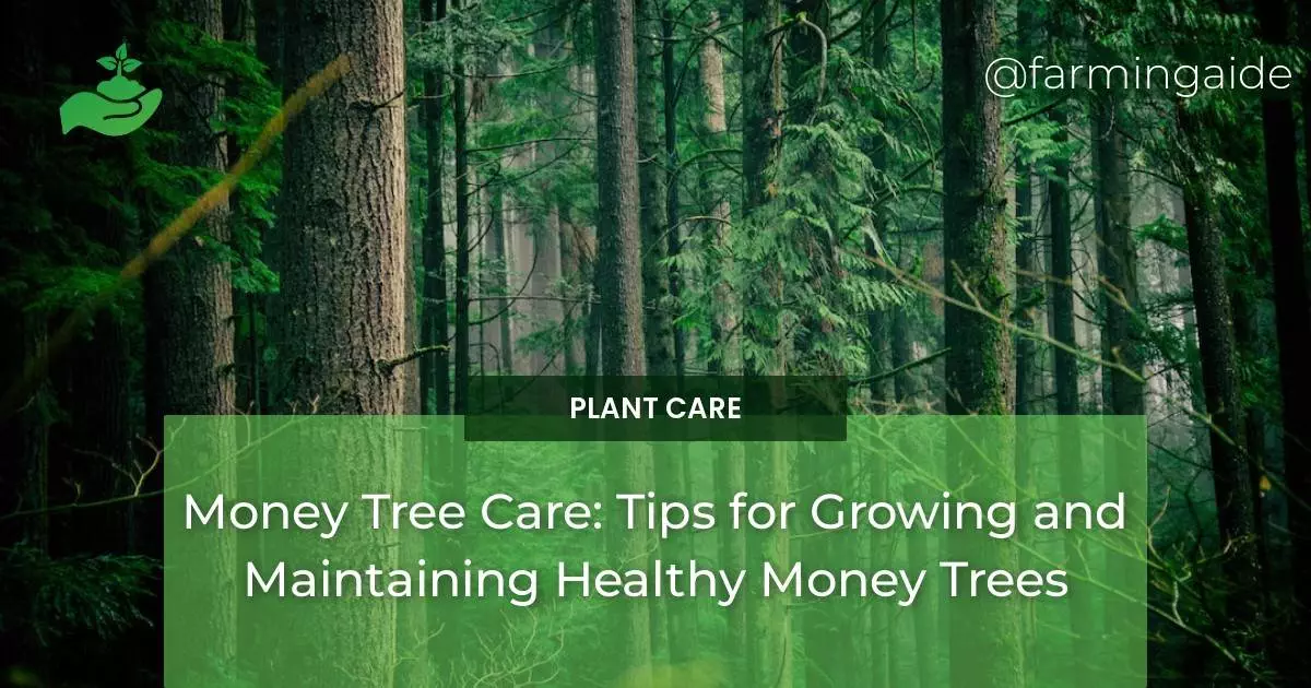 Money Tree Care: Tips for Growing and Maintaining Healthy Money Trees