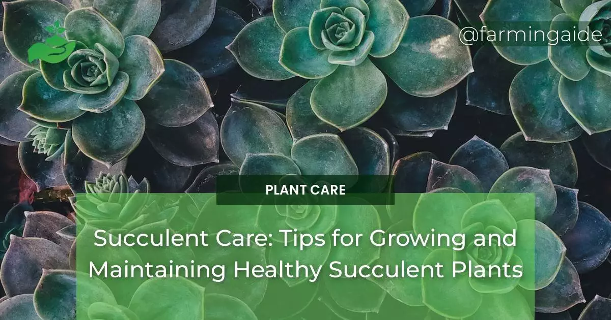 Succulent Care: Tips for Growing and Maintaining Healthy Succulent Plants