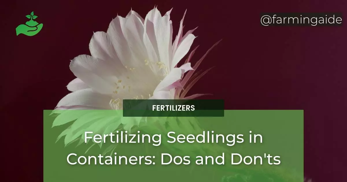 Fertilizing Seedlings in Containers: Dos and Don'ts