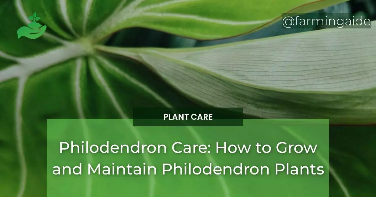 Philodendron Care: How to Grow and Maintain Philodendron Plants