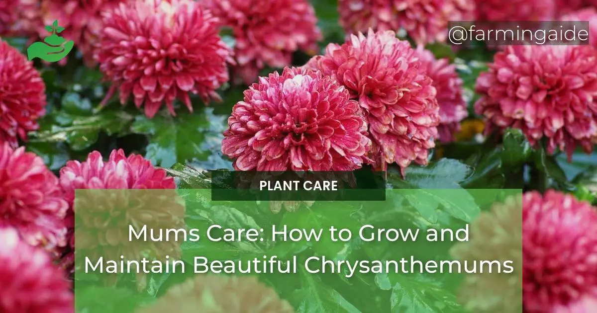 Mums Care: How to Grow and Maintain Beautiful Chrysanthemums