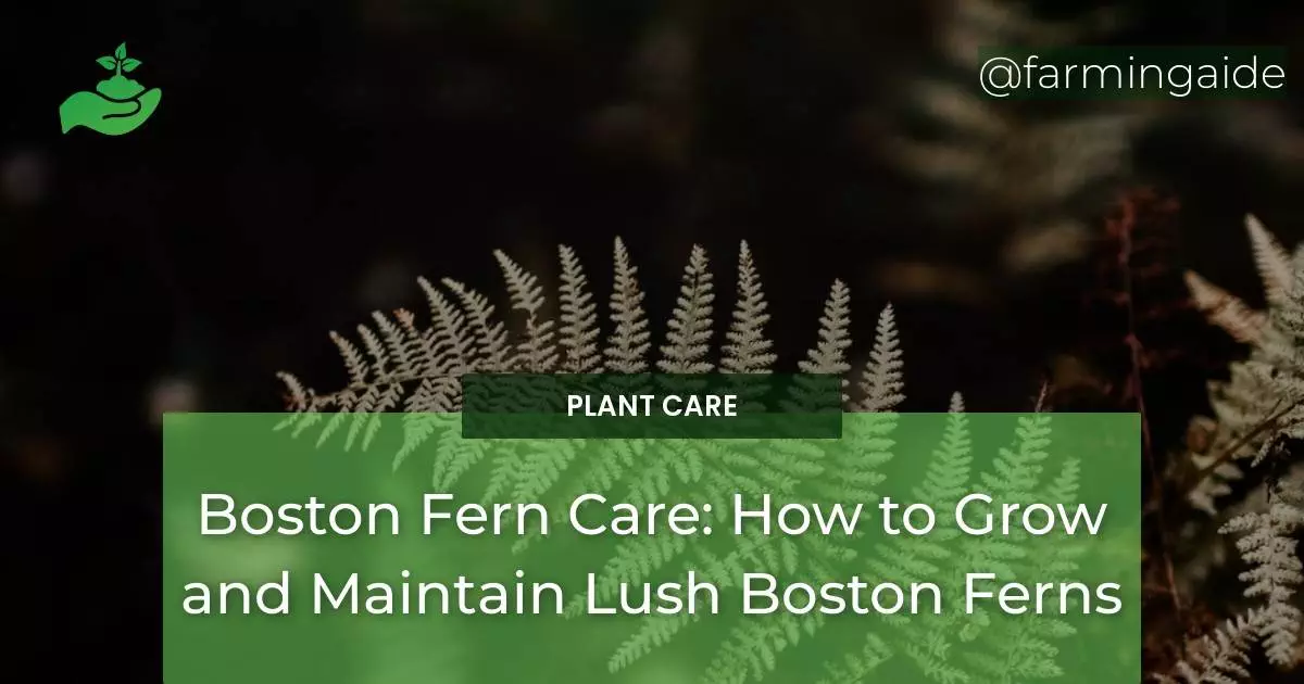 Boston Fern Care: How to Grow and Maintain Lush Boston Ferns